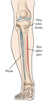 Shin diagram with labels